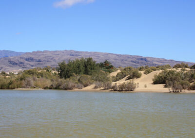 In den Dünen von Maspalomas liegt die mit Schilf bewachsene La Charca Laguna. Ein großes Naturspektakel. Die Salzwasserlagung ist ein wahres Vogelparadies.